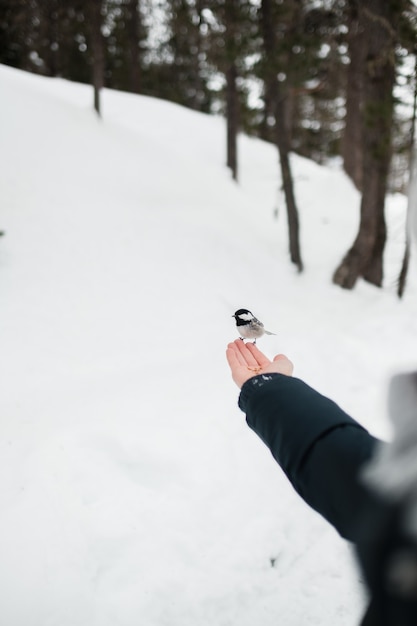 Passarinho fofo pousando na mão de uma garota no inverno