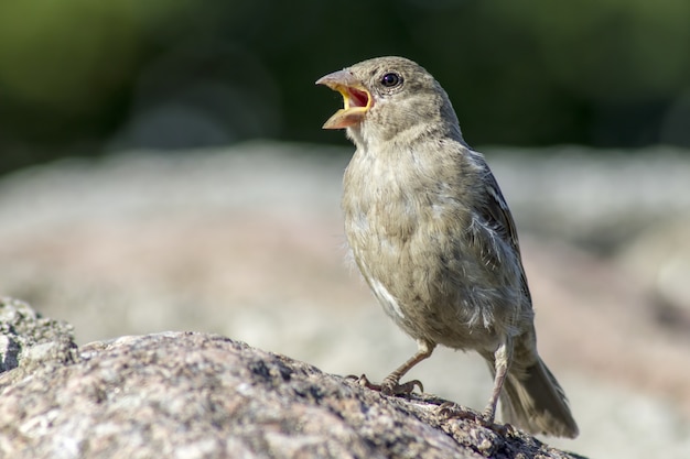 Foto grátis passarinho sentado na pedra cantando