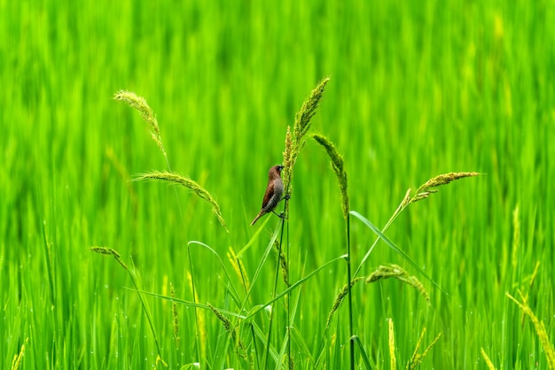 Passarinhos fofos em campos verdes de arroz