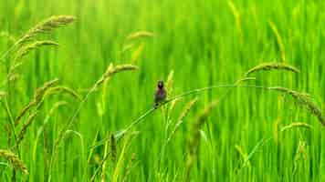 Foto grátis passarinhos fofos em campos verdes de arroz