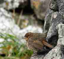 Foto grátis pássaro acentor japonês empoleirado em um buraco