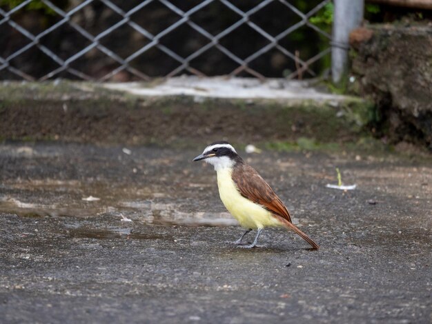 Pássaro amarelo comendo no parque