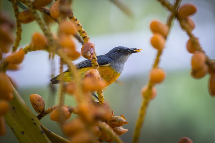 Pássaro azul e amarelo empoleirado em galho de árvore marrom