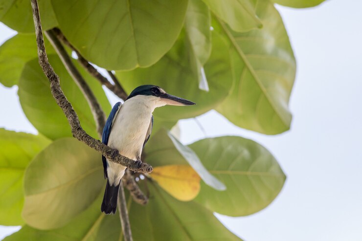 Pássaro azul e branco empoleirado em galho de árvore