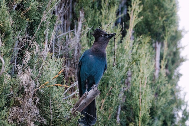 Pássaro azul e preto em galho de árvore marrom durante o dia