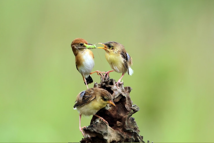 Foto grátis pássaro bebê cisticola juncidis esperando comida de sua mãe pássaro cisticola juncidis no galho