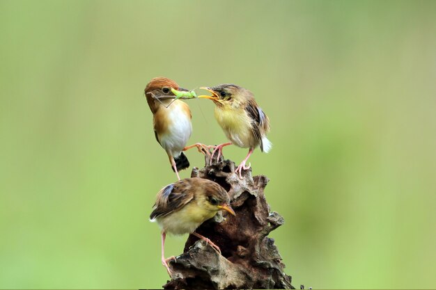 Pássaro bebê Cisticola juncidis esperando comida de sua mãe Pássaro Cisticola juncidis no galho