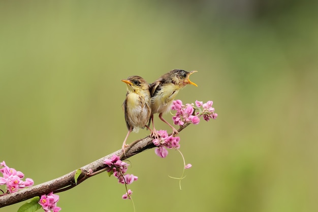 Pássaro bebê Zitting Cisticola esperando comida de sua mãe