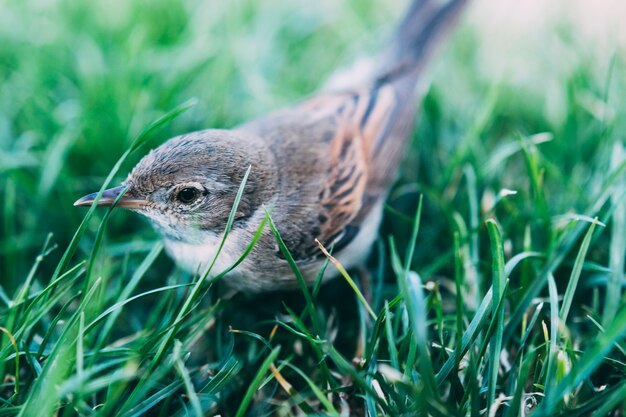 Pássaro bonito sentado na grama