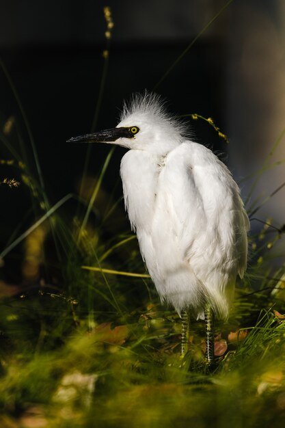 Pássaro branco na grama verde