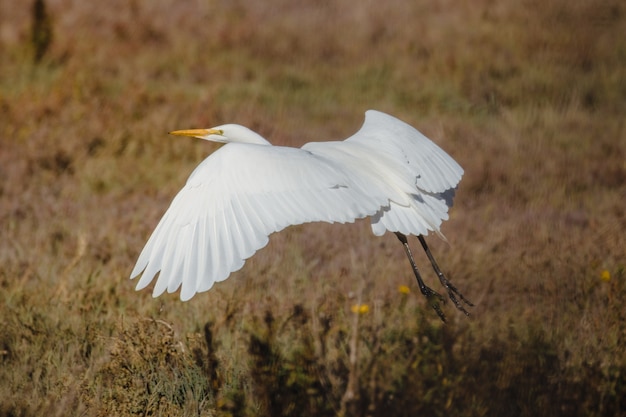 Pássaro branco voando sobre campo de grama marrom durante o dia