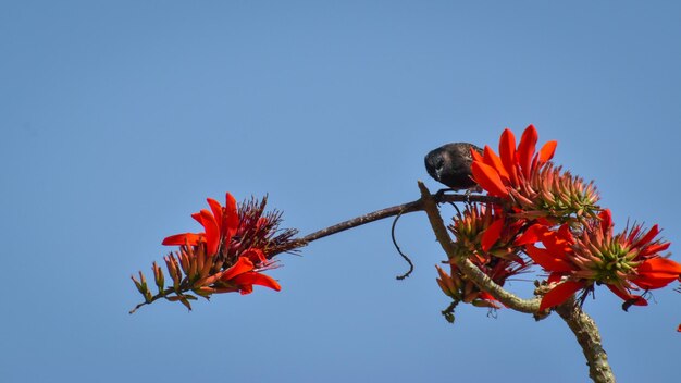 Pássaro Bulbul empoleirado em um galho com flores vermelhas e fundo azul