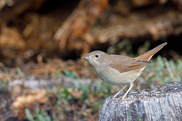 Pássaro cantando marrom, thrush, empoleirado em um lago em um parque