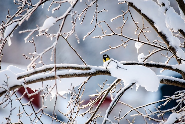 Pássaro Chapim-real pequeno no galho de uma árvore de inverno