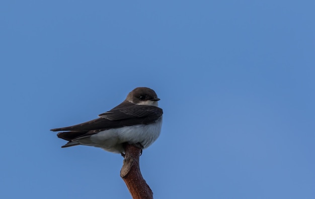 Pássaro cinza e branco Sand martin em pé no galho da árvore