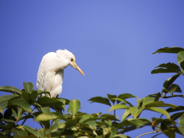 Pássaro de garça branca empoleirado em um galho de árvore contra o céu azul