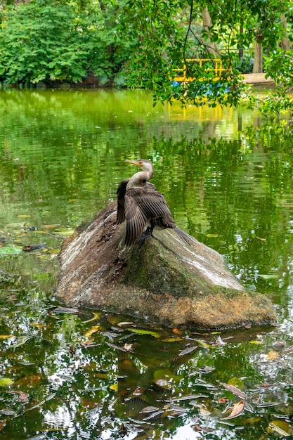 Pássaro em pé em uma grande rocha em uma lagoa verde