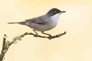 Foto grátis pássaro flycatcher empoleirado em um galho com uma configuração desfocada