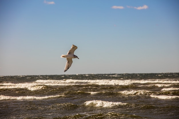 Pássaro gaivota de grande dorso voando livremente sobre o oceano sob um céu claro