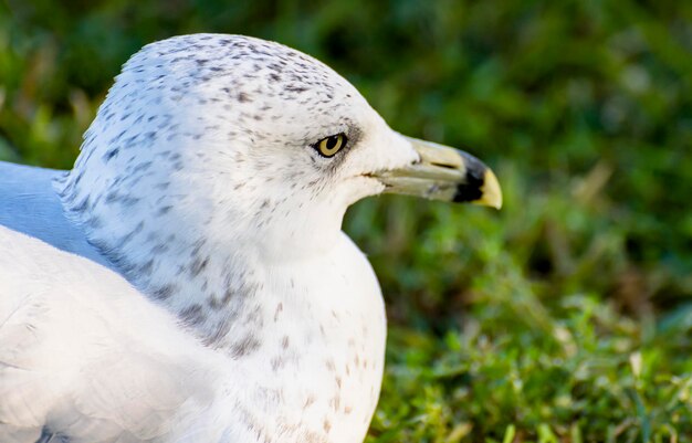 Pássaro gaivota sentado em Nova York, EUA