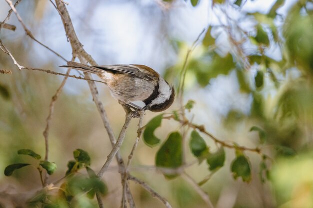 Pássaro marrom e branco em galho de árvore durante o dia