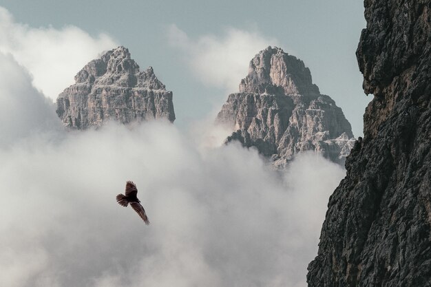 Pássaro marrom voando perto da montanha