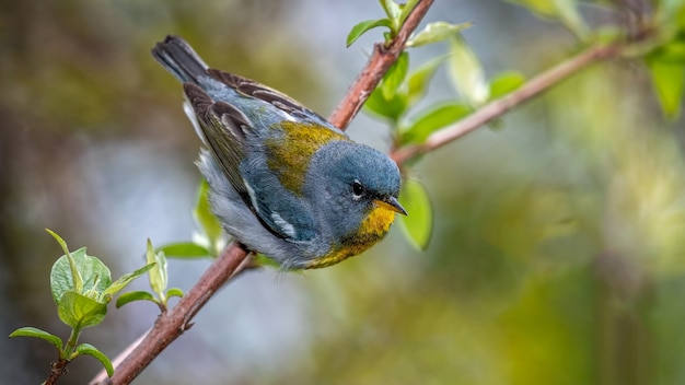 Pássaro Parula do Norte em galho