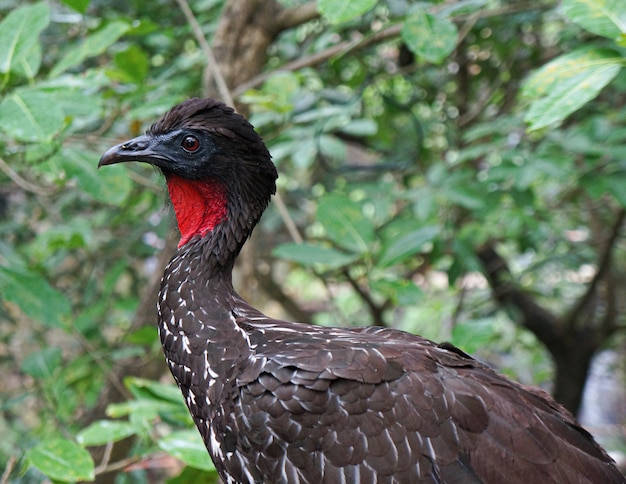 Pássaro preto na natureza