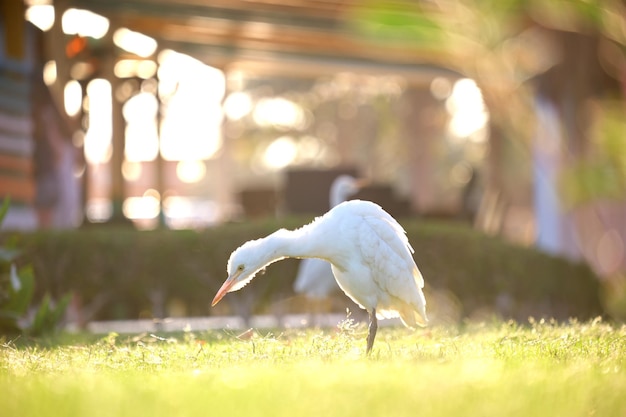 Pássaro selvagem da garça-branca, também conhecida como bubulcus ibis, caminhando no gramado verde no quintal do hotel no verão.