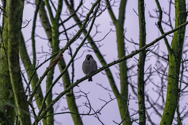 Pássaro sentado no galho da árvore ao amanhecer