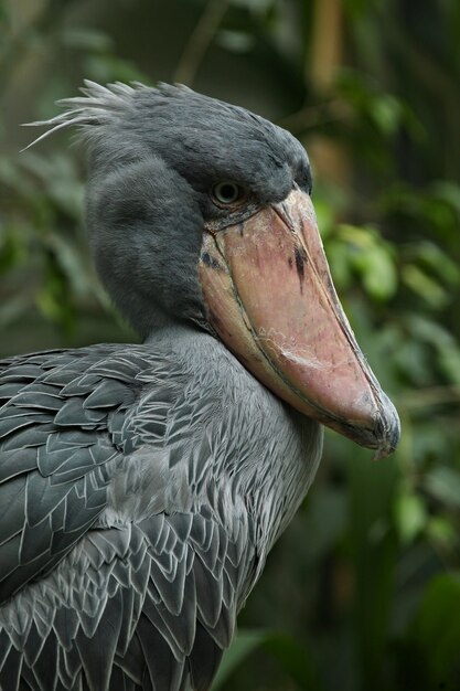 Pássaro shoebill pré-histórico majestoso