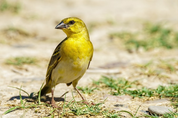 Pássaro tecelão amarelo