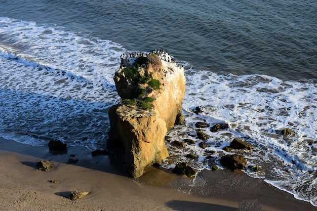Pássaros em pé em uma pedra à beira-mar em um lindo dia