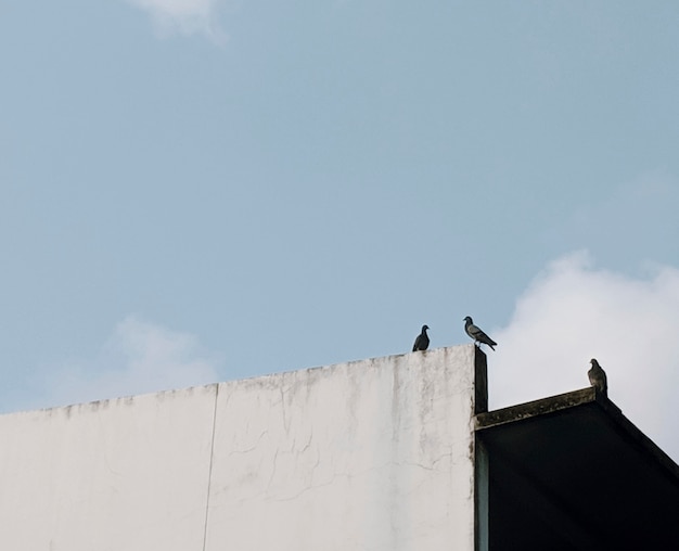 Foto grátis pássaros empoleirados em uma parede branca