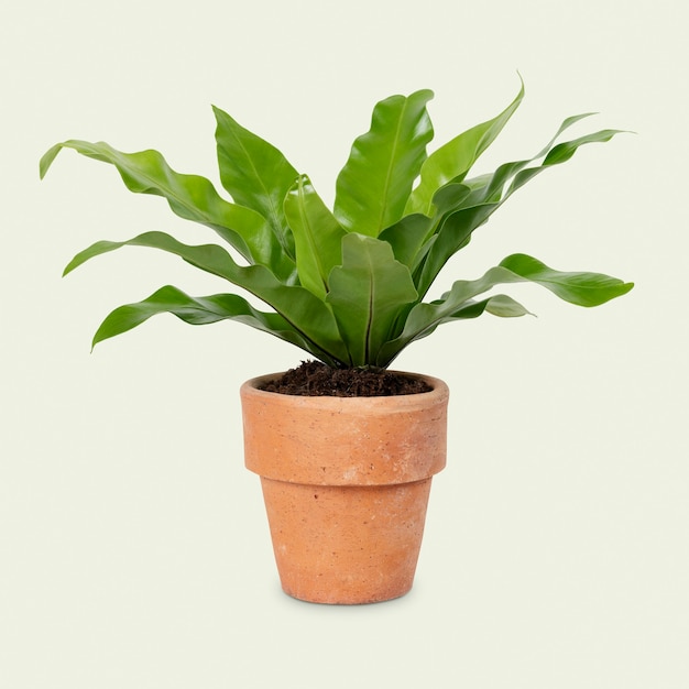 Foto grátis pássaros fazem ninho de planta de samambaia em um objeto de decoração doméstica com vaso de terracota