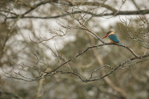 pássaros lindos e coloridos de kaziranga na Índia Assam