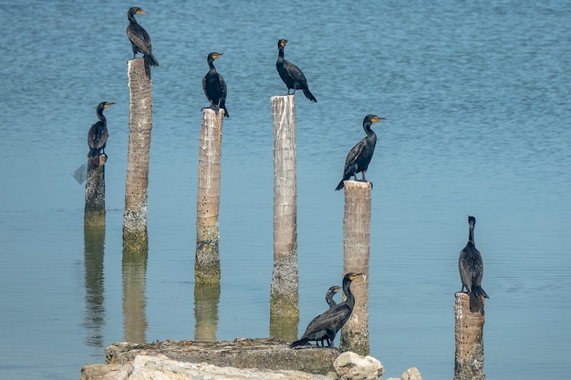 Pássaros negros em pé em madeiras cortadas colocadas na água durante o dia