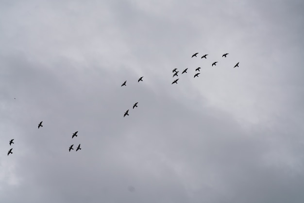 Pássaros no céu com nuvens