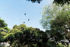 Foto grátis pássaros voando no céu azul