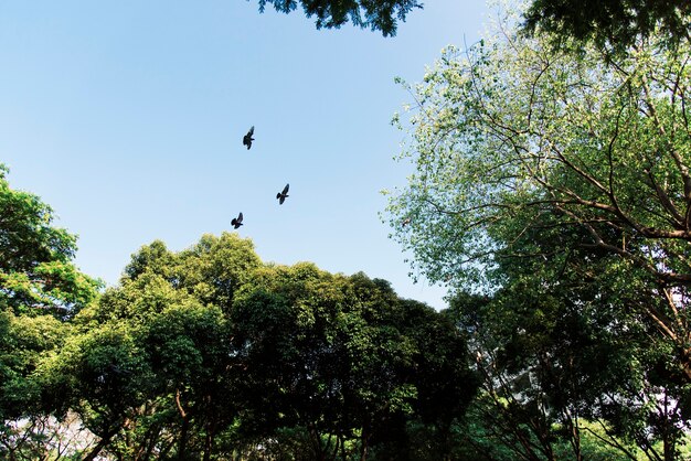 Pássaros voando no céu azul