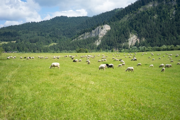 Pastagem ensolarada com rebanho de ovelhas pastando