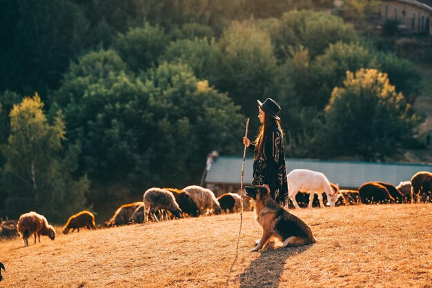 Pastor feminino com um cachorro pasta um rebanho no gramado