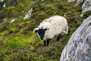 Foto grátis pastoreio de ovelhas em um campo coberto de pedras e grama sob a luz do sol no parque nacional de connemara