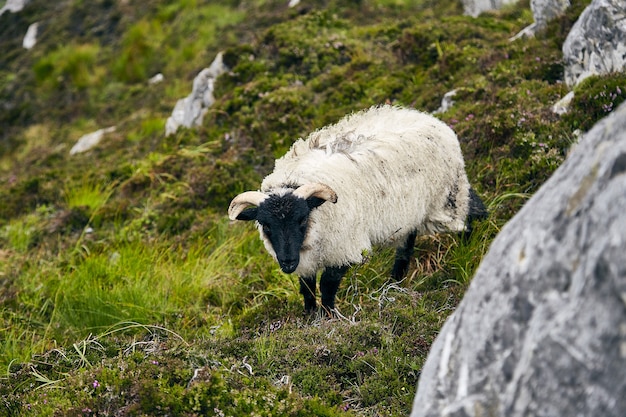 Pastoreio de ovelhas em um campo coberto de pedras e grama sob a luz do sol no Parque Nacional de Connemara