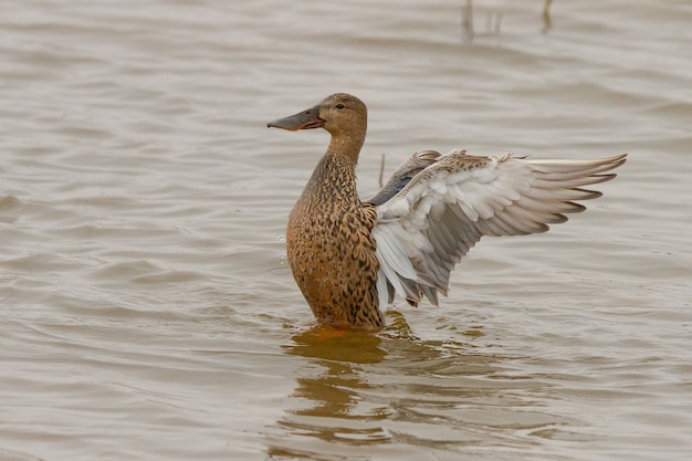 Pata coladeira fêmea batendo as asas enquanto nada em um lago