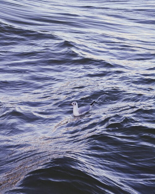 Pato azul branco nadando em um mar azul escuro ondulado
