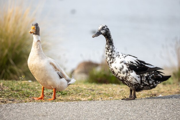 Pato branco em piso de concreto cinza durante o dia