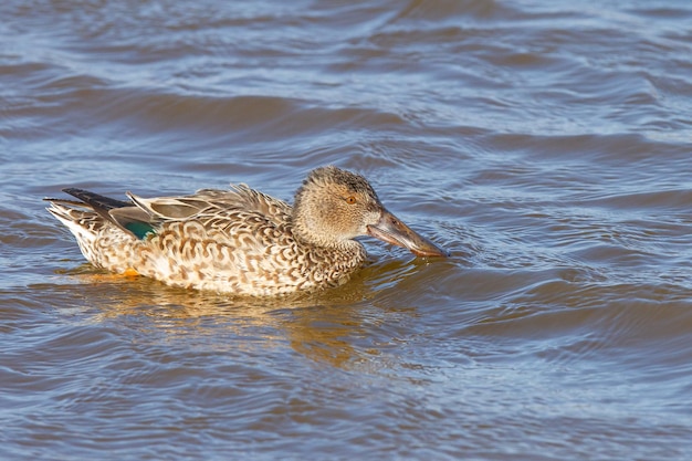 Pato de pá fêmea nadando em um lago