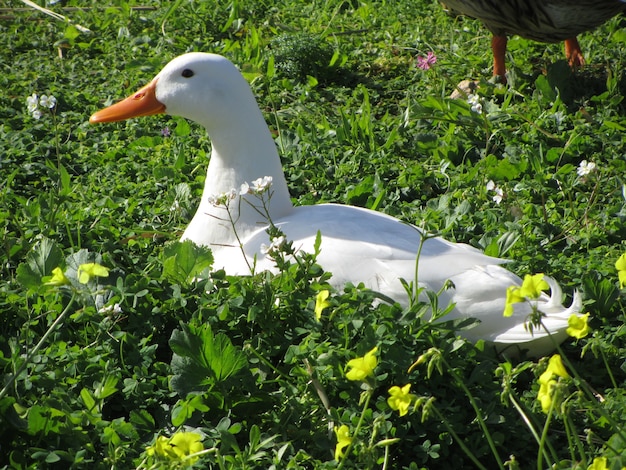 Pato doméstico branco em um jardim durante o dia