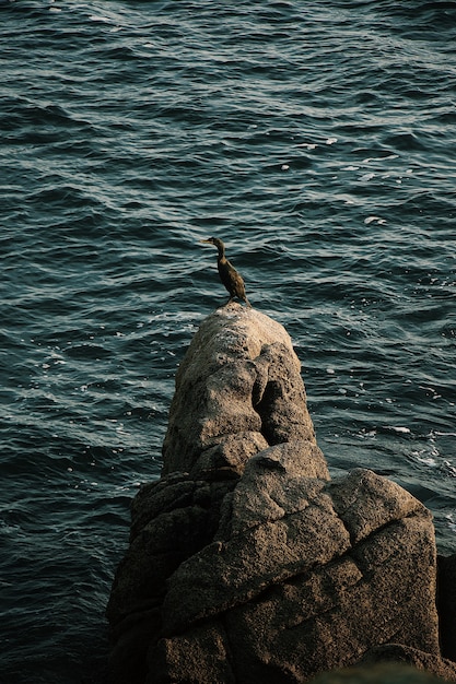 Pato em pé em uma pedra no meio do mar